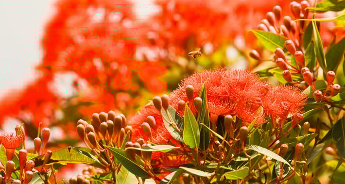 Photographie d'une abeille en vol allant butiner des fleurs rouges d'un arbre natif de Nouvelle-Zélande le : "Pohutukawa Tree" en pleine période de floraison