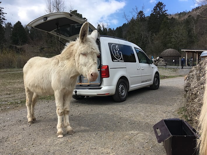 Hufpflege für Esel, Eselhufpflege, Esel, Hufe