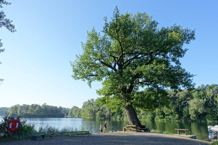 Eiche am Auwaldsee