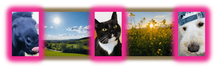 GANZHEITLICHES THERAPIEANGEBOT für Dein PFERD, Deine KATZE & Deinen HUND | © glanzerfüllt