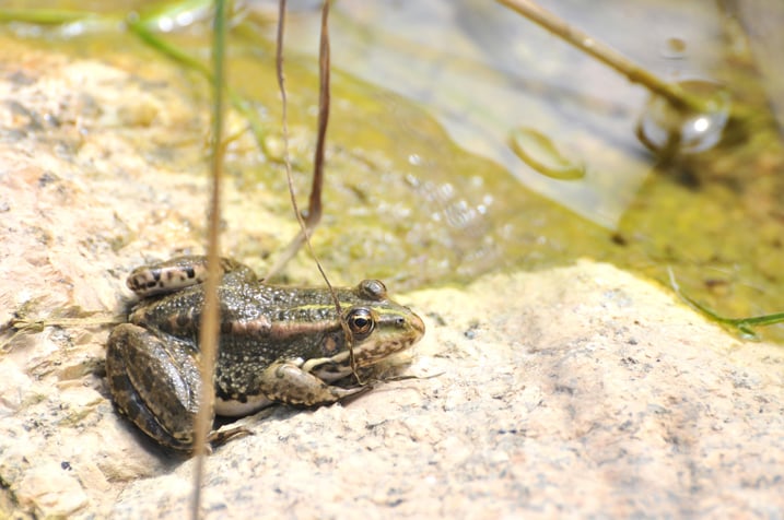 photos personnel grenouille verte (Pelophylax kl. esculentus)