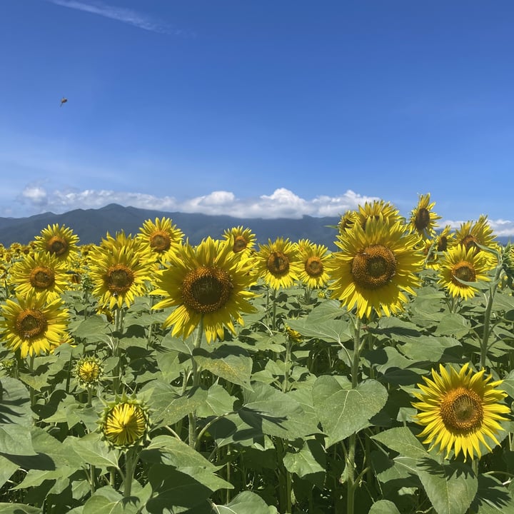 安曇野　夏の風景　北アルプス　ヒマワリ　向日葵　ひまわり