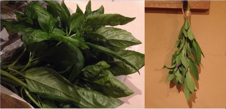 バジルとセージ。ローズマリーは写真を撮る前に早速刻んでサルシッチャに使わせていただきました。