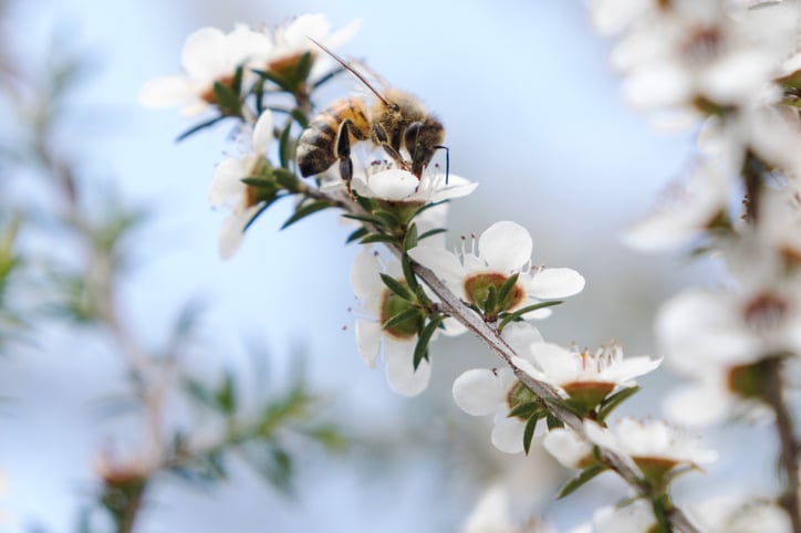 Abeille en gros plan butinant une fleur blanche de Manuka en Nouvelle-Zélande sous fond d'un ciel bleu clair entouré de plein de fleurs blanches de Manuka