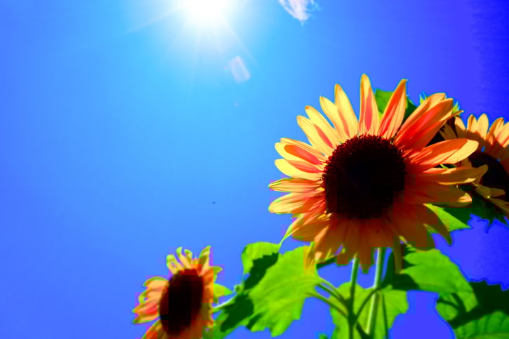 夏到来、暑中見舞いはがき。夏、ひまわり、太陽、入道雲