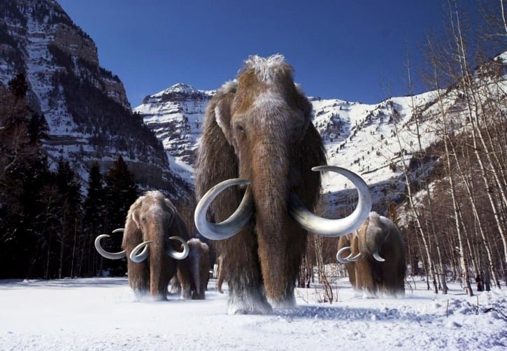 mammouth laineux fiche animaux disparus habitat repartition alimentation poids taille reproduction