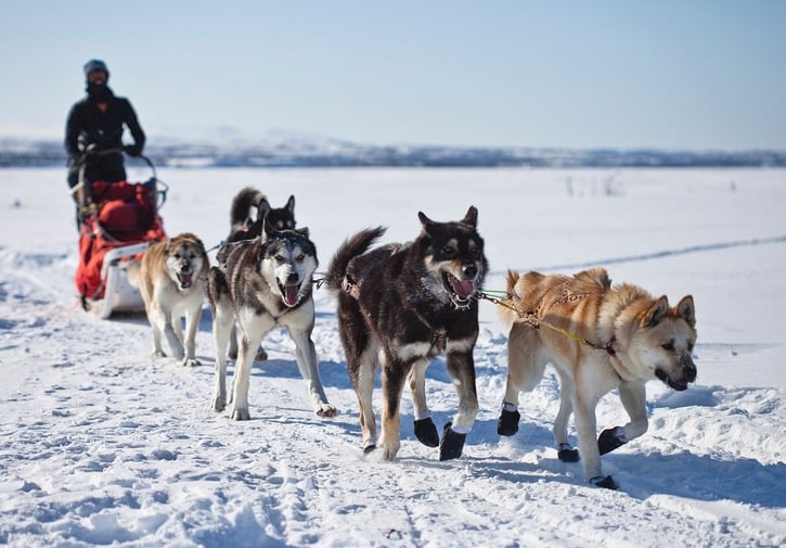 chien du groenland groenlandais fiche chien comportement caractere origines poils sante 