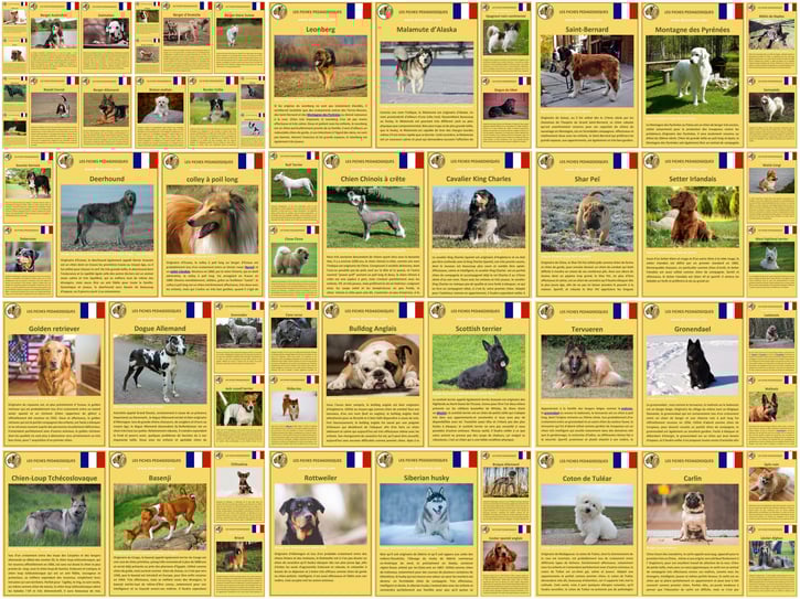 60 fiches identité chiens comportement caractere origine poils sante couleur entretien