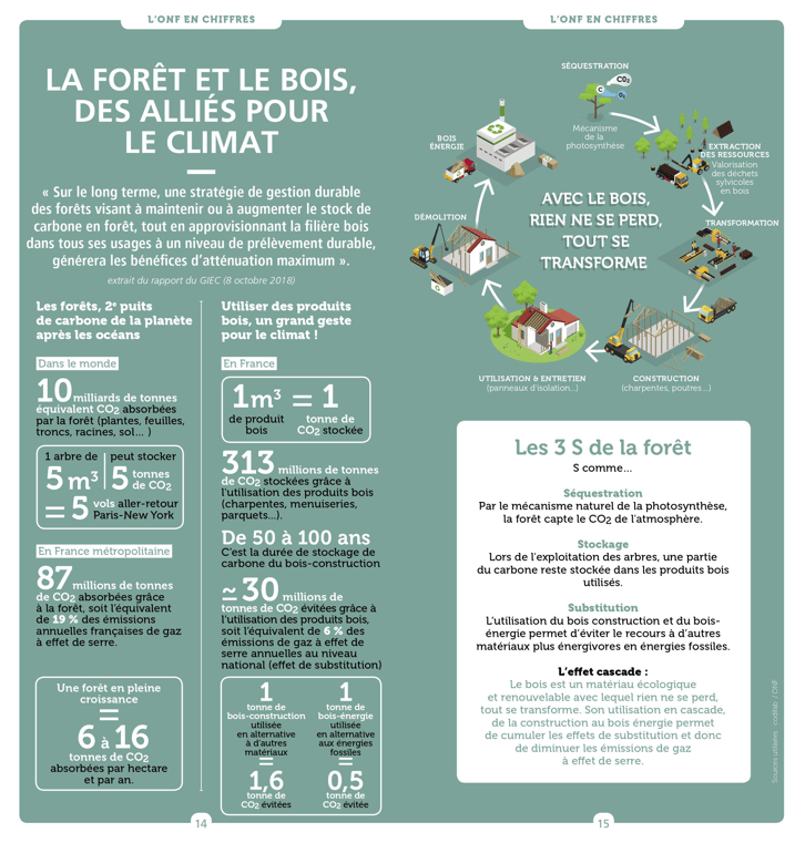 Combien de CO2 absorbe un arbre par l'ONF, l'effet de la réaction chimique de la photosynthèse.
