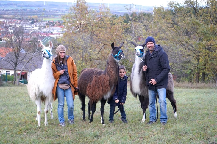 Lamas und Familie, Lama Mama, Lama, Lamahof, Lamawanderung, Lama Erlebnis, Zeit mit Lamas, Sommerein, Niederösterreich