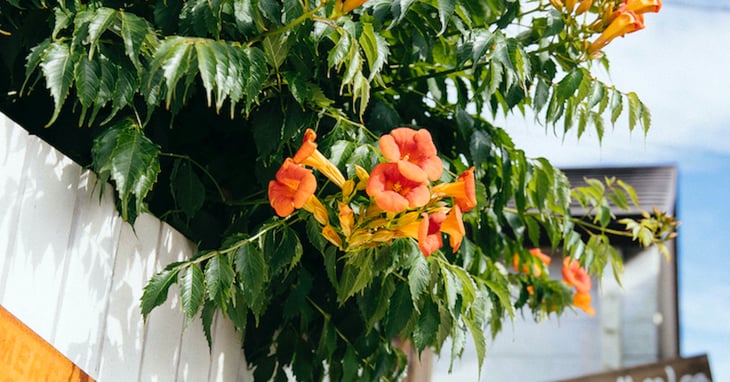 赤い花と緑の葉