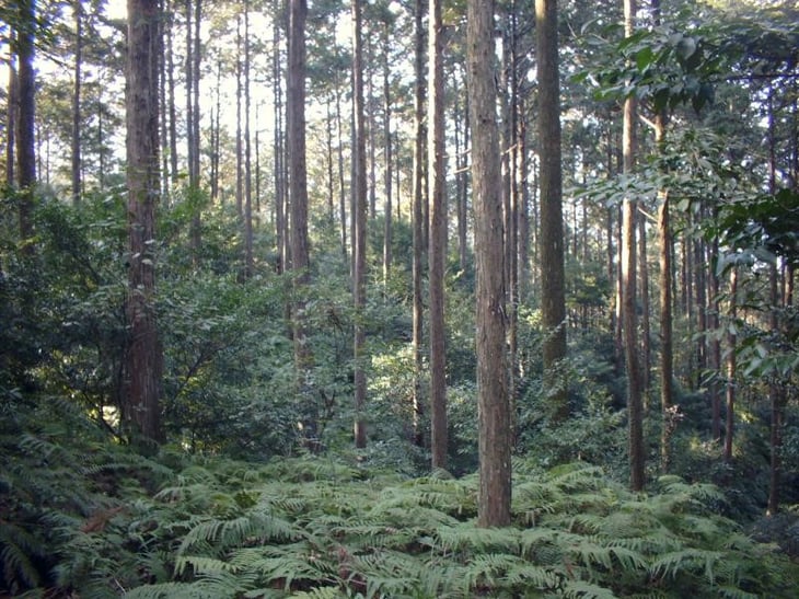 下層植生が豊かな人工林（間伐実施）