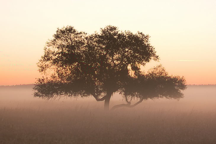 CC BY-NC-ND 2.0 by Matthew Paulson