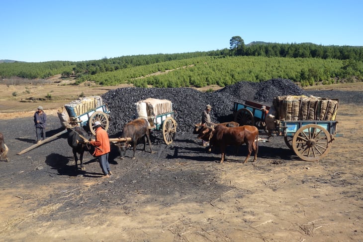 大規模な炭の生産の現場。マダガスカルには珍しく植林をしながら炭をつくっていました。