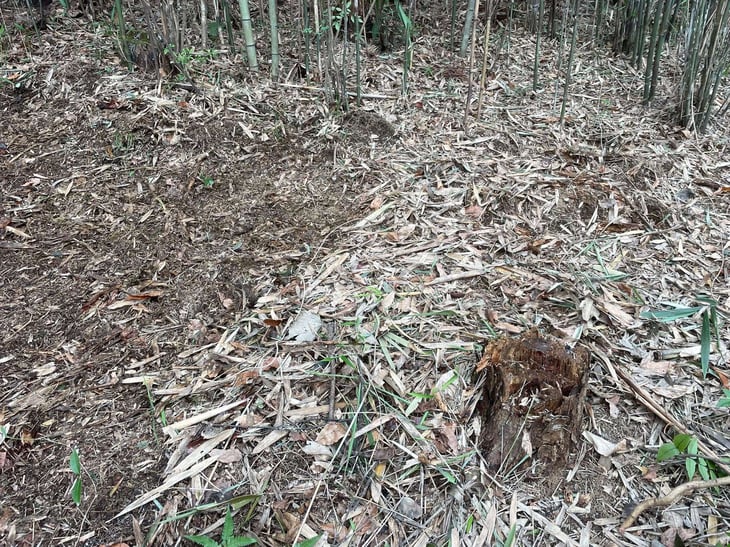 左側が笹を片付けている。右側のままだと土壌が死んだまま