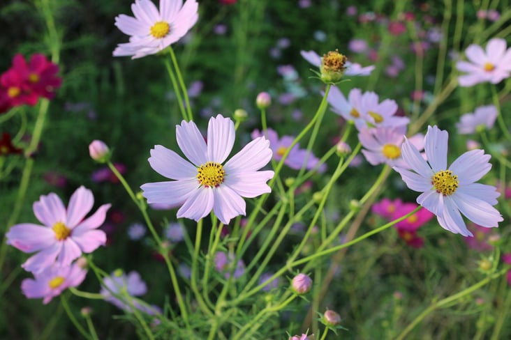 京都市下京区四条烏丸の心療内科、女医のいるメンタルクリニック、コスモス
