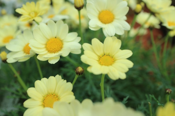 京都市下京区四条烏丸の心療内科、女医のいるメンタルクリニック、マーガレット