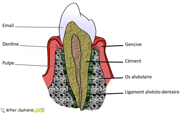 Anatomie de la dent et du parodonte