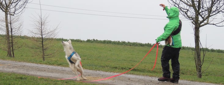 Das Futter fliegt hinter den Hund (Foto cumcane familiari)