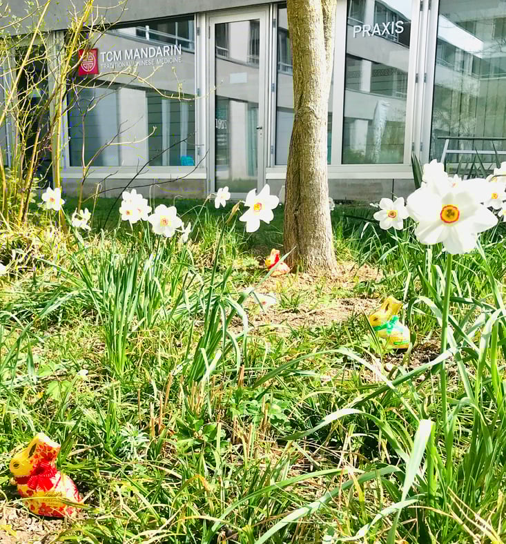 Osterwiese mit Blumen und Schokohasen hinter der Praxis von TCM Mandarin.