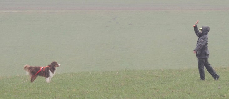 Der erste Schritt beginnt mit einem deutichen Handsignal (Foto cumcane familiari)