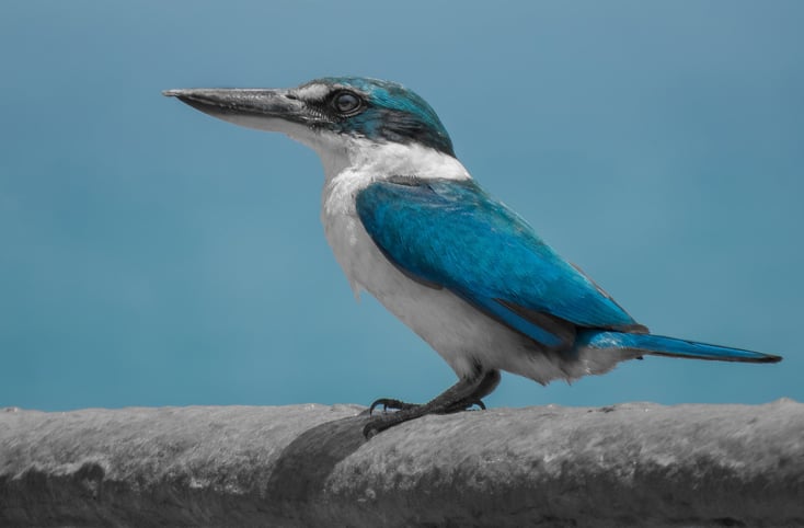 martin chasseur à collier blanc fiche oiseaux habitat comportement taille poids alimentation repartition