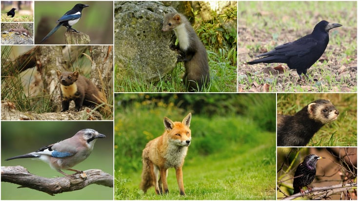 10 animaux en voie de destruction considérés comme nuisible en france renard belette fouine martre putois corbeau corneille pie geai etourneau