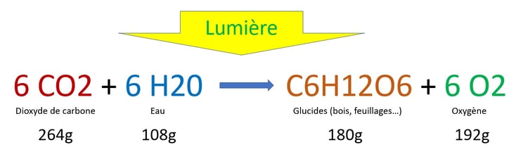Combien de CO2 absorbe un arbre, la réaction chimique de la photosynthèse.