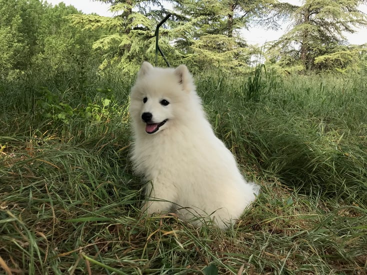 Tchoupi à l'âge de 3 mois