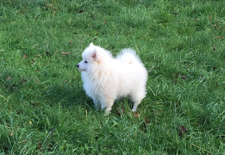 Pancake Des Blancs Flocons, chiot LOF