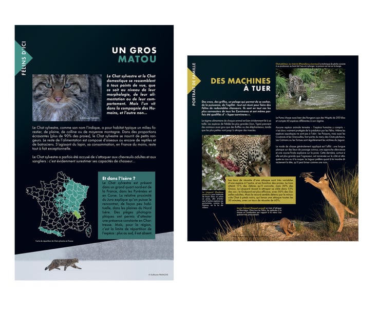 panneau mise en page exposition fascinants felins muséum histoire naturelle grenoble