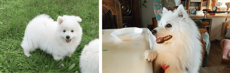 Quintus Des Blancs Flocons, fils de Roméo et Léone . Il est surnommé SNOWKI