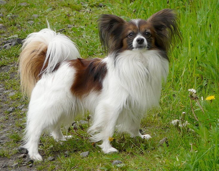 epagneul nain continentale papillon phalene fiche race chien caractere origine comportement poil couleur sante