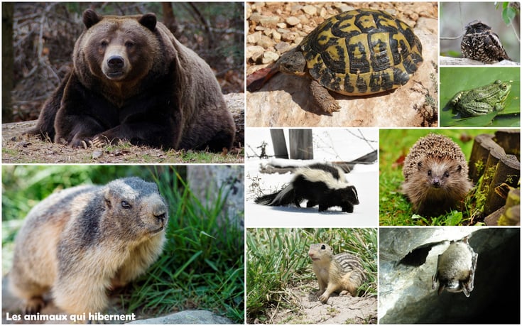 liste des animaux qui hibernent hibernation ours herisson chauve souris tortues grenouilles