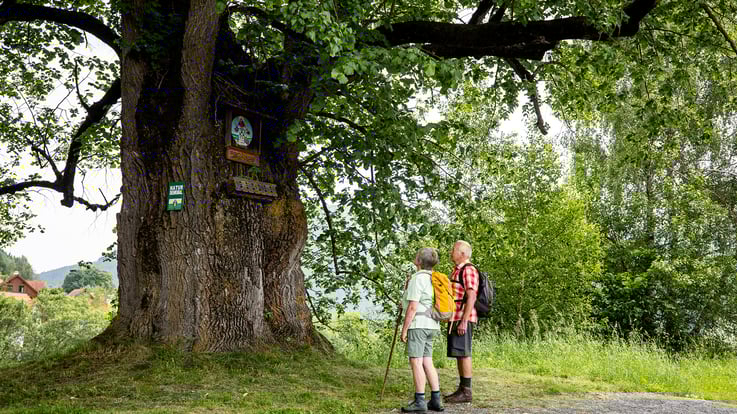 Bild: TV Murau/Tom Lamm