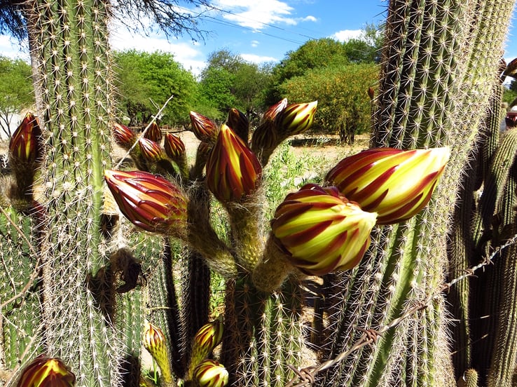 Noch sind die Blüten nicht offen . . .
