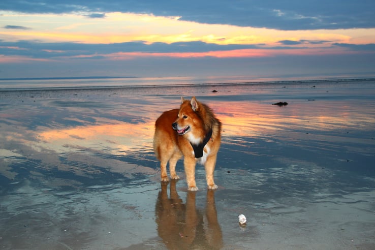 Lapinkoira Mikko Normandie 2016