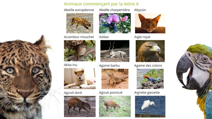 liste des animaux par ordre alphabétique avec des images la lettre A