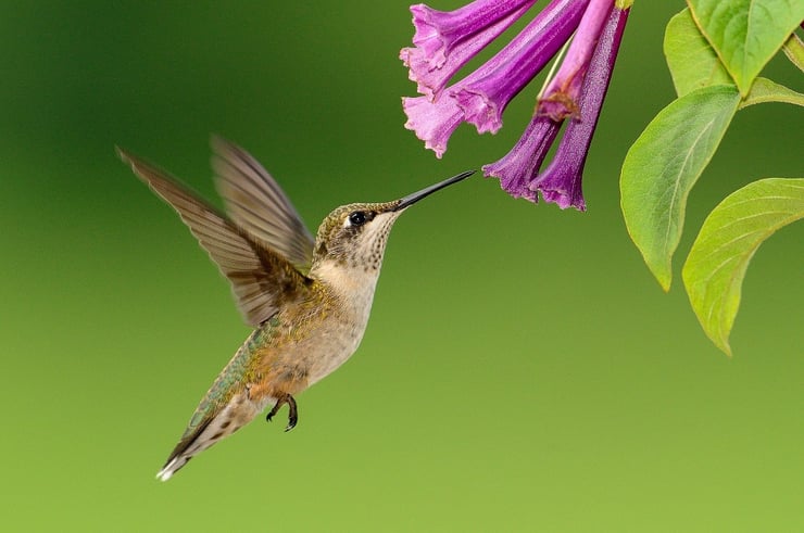 colibri animaux aux super pouvoirs