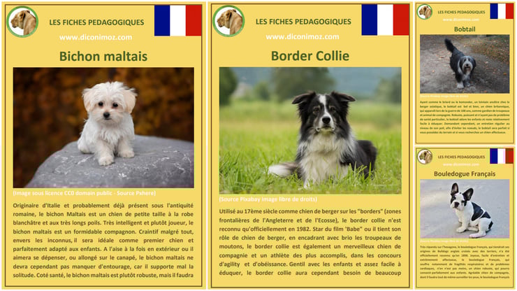 fiche animaux animal de compagnie  chien à telecharger et a imprimer pdf comportement origine caractere bichon malatais border collie bobtail bouledogue francais