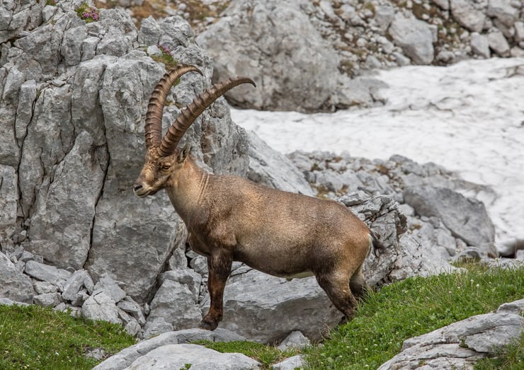 bouquetin des alpes suisse animaux faune sauvage