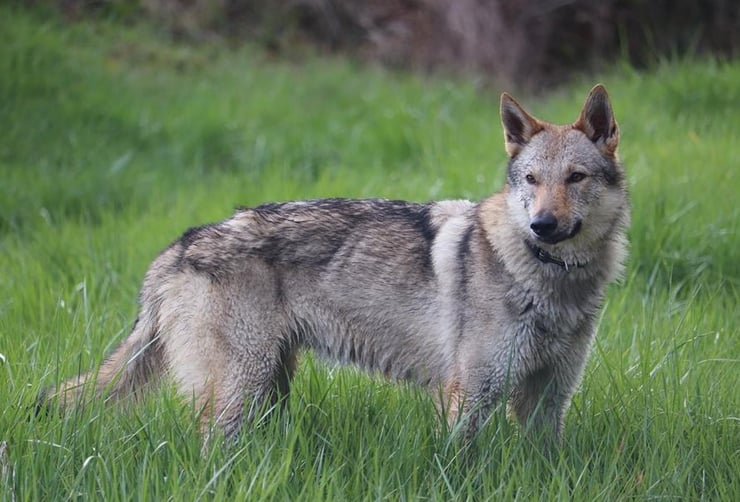 chien loup tchecoslovaque fiche chien animaux origine caractere comportement poil sante couleur