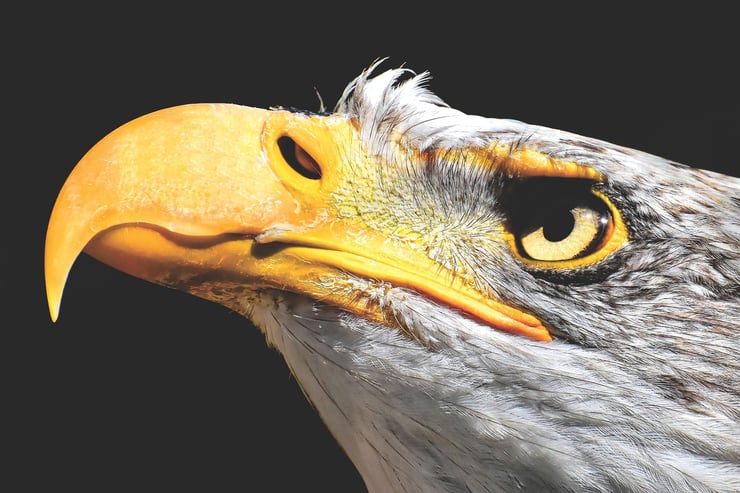 pygargue a tete blanche gros plan bec portrait