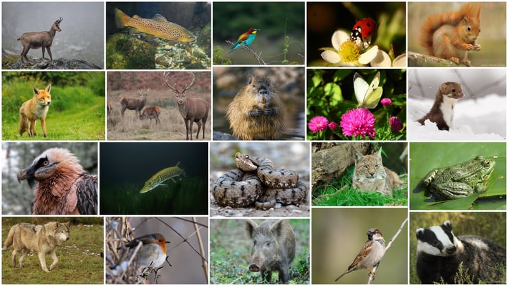 liste des animaux de france mammiferes oiseaux reptiles batraciens insectes poissons