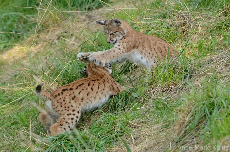 lynx boreal europeen bebe animaux animals baby lynx cute mignon