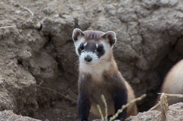 putois à pied noir fiche animaux sauvages amerique du nord animal facts black-footed ferret
