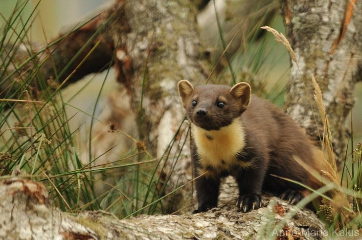 martre des pins animaux nuisibles en voie de destruction
