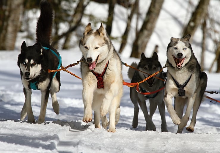chien de traineau ou se balader en france à la montagne