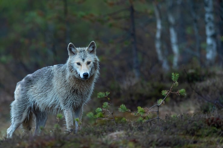 Le loup gris : un prédateur méconnu
