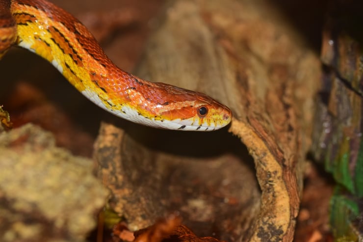 serpent des blés corn snake